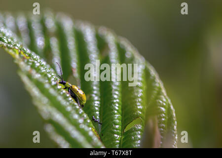 Macro photography of a spotted cucumber beetle feeding on an alder leaf. Captured at the Andean mountains of central Colombia. Stock Photo