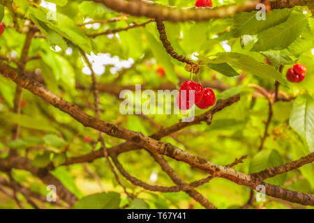 Cherries on the branch cherry fruit tree in orchard for picking. Ripening Cherry with dew drops on twig in the garden. Black cherries with drops in or Stock Photo