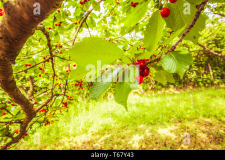 Cherries on the branch cherry fruit tree in orchard for picking. Ripening Cherry with dew drops on twig in the garden. Black cherries with drops in or Stock Photo