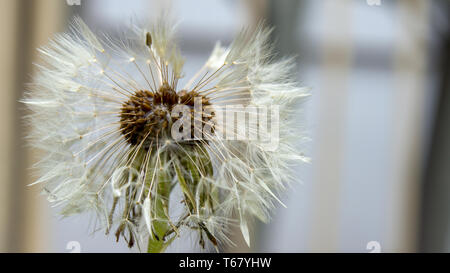 Macro photography of a dandelion seed head from the side, sodden with morning dew. Captured at a garden in the city of Bogota, Colombia. Stock Photo