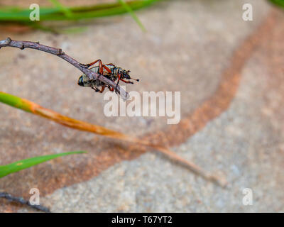 Hunched Over Insect A beetle hanging upside down from a blade of grass Stock Photo - Alamy