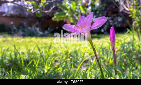Close-up photography of a cuban zephyr lily and a bud in a meadow. Captured at the Andean mountains of central Colombia. Stock Photo