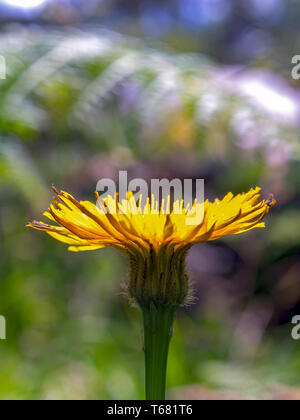 Macro photography of a dandelion flower from the side. captured at the Andean mountains of central Colombia. Stock Photo