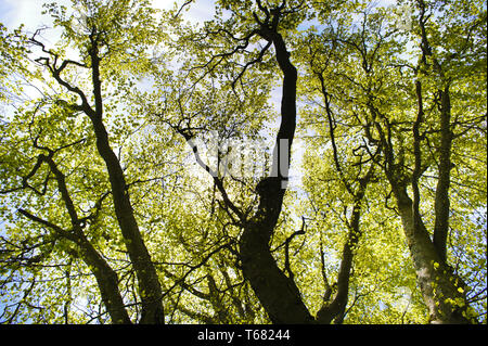 linden tree, genus tilia Stock Photo