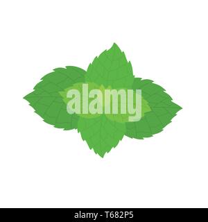 Vector fresh mint leaves on a white background Stock Vector