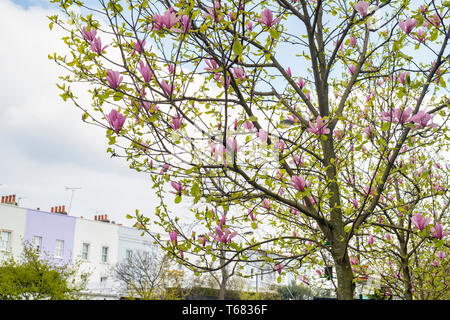 Magnolia tree in front of terraced houses in Portobello Road, Notting Hill, London, England Stock Photo