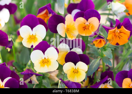 Viola cornuta violet flowers Stock Photo