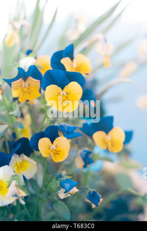 horned pansy or viola cornuta flowers Stock Photo