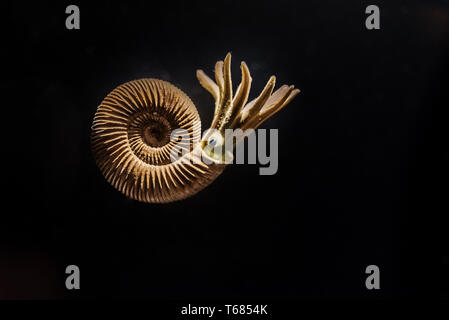 Reconstruction of an Ammonites Dactylioceras commune Stock Photo