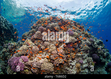 Vibrant coral reef in tropical water, with multi coloured hard and soft corals surrounded by orange and silver fish, with the sun and ocean surface Stock Photo