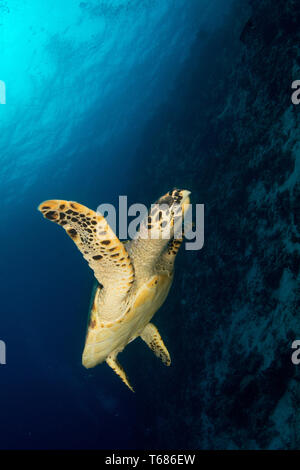 A hawksbill turtle swims past the camera along a coral reef Stock Photo