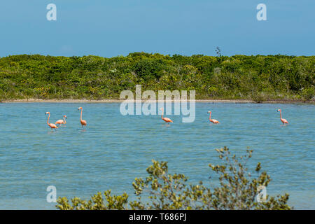 American flamingo (Phoenicopterus ruber) at Flamingo Pond, Ramsar Nature Reserve, North Caicos, Turks and Caicos Islands, Caribbean. Stock Photo