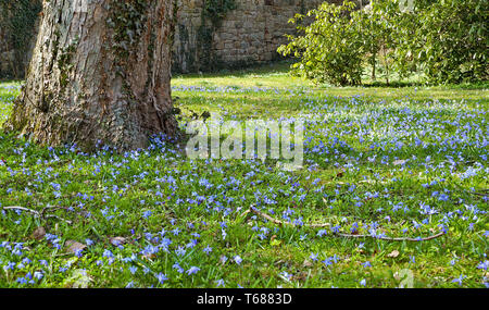 Meadow with blue stars (Scilla ) Stock Photo