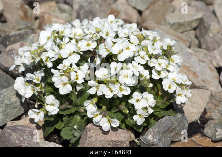 Alpine rock-cress [Arabis alpina] Stock Photo