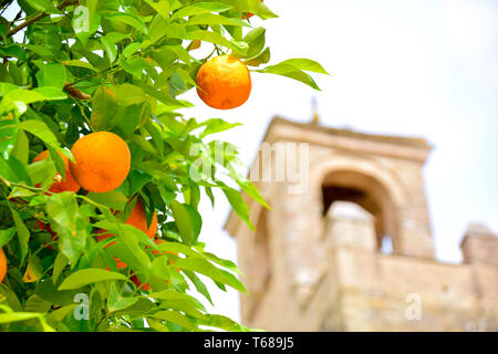 Orange fruits tree with green leaves on tree. Fresh oranges against medieval tower castle background Stock Photo