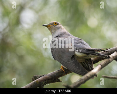 Common Cuckoo, Cuculus canorus, Kuckuck Stock Photo