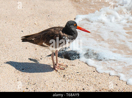 An American Oystercatcher (Haematopus palliatus) along the shoreline looking for food on Espanola Island, Galapagos national park, Ecuador. Stock Photo