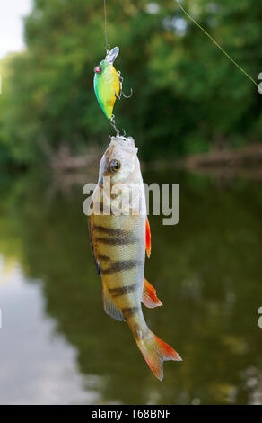 Small perch caught on plastic crank bait Stock Photo