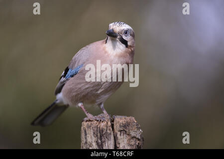 Eurasian jay, Garrulus glandarius Stock Photo