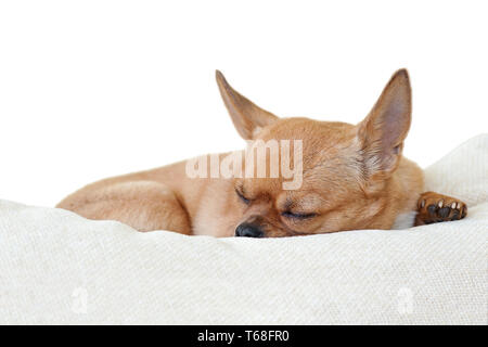 Sleeping red chihuahua dog isolated on white background. Stock Photo