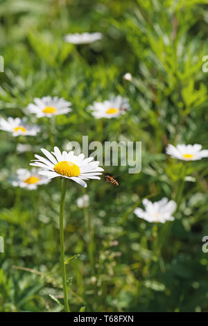 Green flowering meadow with white daisies and honey bee. Stock Photo