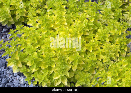 Origanum vulgare Stock Photo