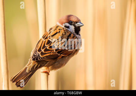 sparrow sits in a reedbed at sunset