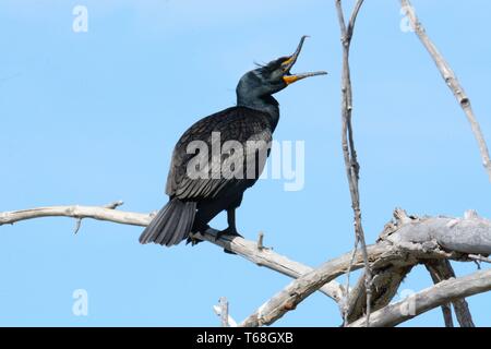 Double-crested cormorant or Phalacrocorax auritus perched on dead tree branch stretching open beak Stock Photo