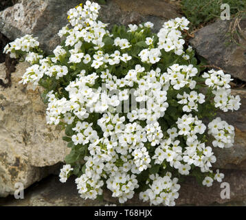 Alpine rock-cress [Arabis alpina] Stock Photo