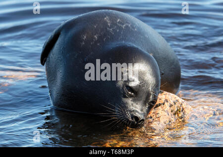The Ladoga ringed seal. Scientific name: Pusa hispida ladogensis. The Ladoga seal in a natural habitat. Ladoga Lake. Russia Stock Photo