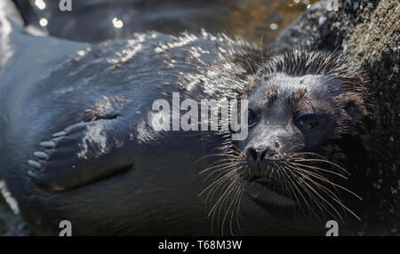 The Ladoga ringed seal. Scientific name: Pusa hispida ladogensis. The Ladoga seal in a natural habitat. Ladoga Lake. Russia Stock Photo