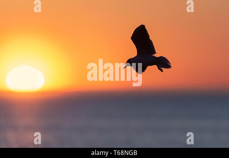 The silhouette of a flying seagull. Red sunset sky background. Dramatic Sunset Sky. The Black-headed Gull Scientific name: Larus ridibundus. Stock Photo