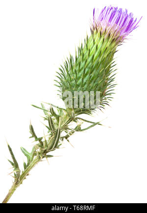 Bur Blooming Bud Isolated on White Background Stock Photo - Alamy