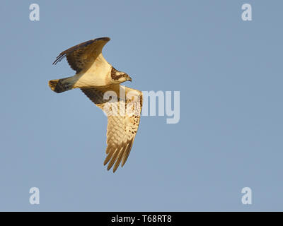 Osprey, seahawk, Pandion haliaetus, fish eagle, Europe Stock Photo