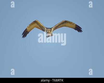 Osprey, seahawk, Pandion haliaetus, fish eagle, Europe Stock Photo