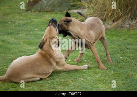 two female of Fila Brasileiro (Brazilian Mastiff) Stock Photo