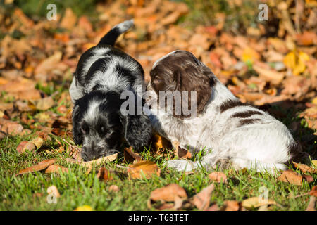 English Cocker Spaniel puppies Stock Photo