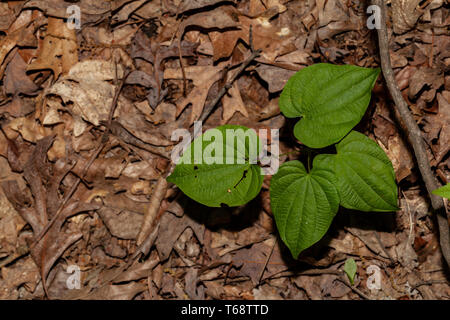 Wild Yam in the Woods of Land Between the Lakes Stock Photo