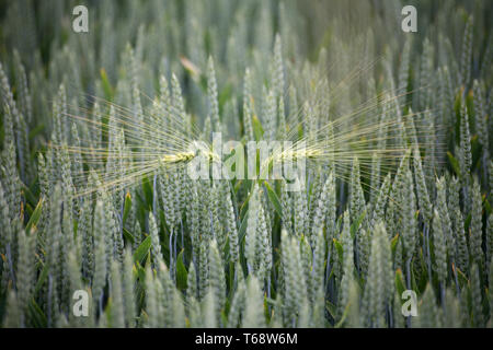 Barley, Hordeum vulgare Stock Photo