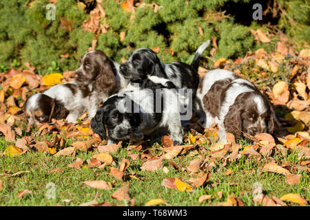 English Cocker Spaniel puppies Stock Photo