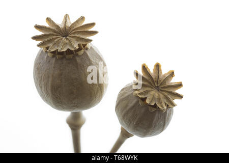 Poppy seed capsule Stock Photo: 88539957 - Alamy