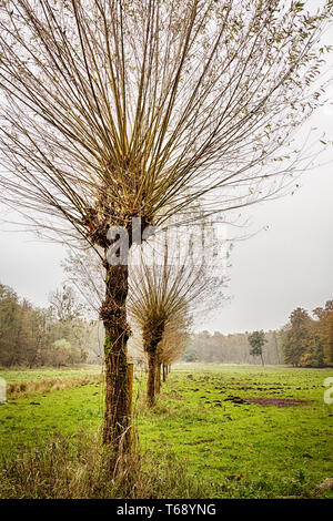 willow trees in a row, in autumn Stock Photo