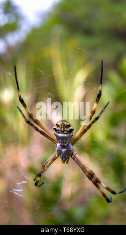 Macro photography of a silver argiope garden spider waiting on its web. Captured at the Andean mountains of central Colombia. Stock Photo