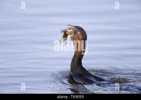 Pygmy Cormorant, Microcarbo pygmaeus Stock Photo