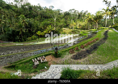 Rice terraced paddy fields in Gunung Kawi Stock Photo