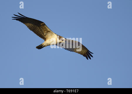 Osprey, seahawk, Pandion haliaetus, fish eagle, Europe Stock Photo