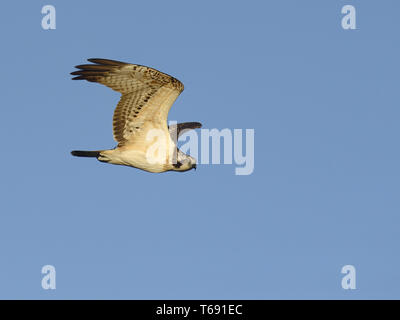 Osprey, seahawk, Pandion haliaetus, fish eagle, Europe Stock Photo