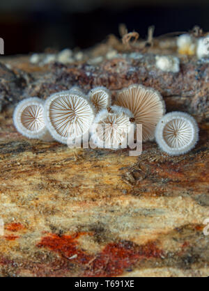 Group of tiny, white mushrooms growing on dead wood Stock Photo - Alamy