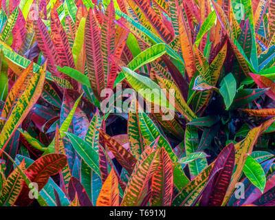 Close-up photography of the colorful leaves of the poisonous croton petra plant. Captured at the Andean mountains of southern Colombia. Stock Photo