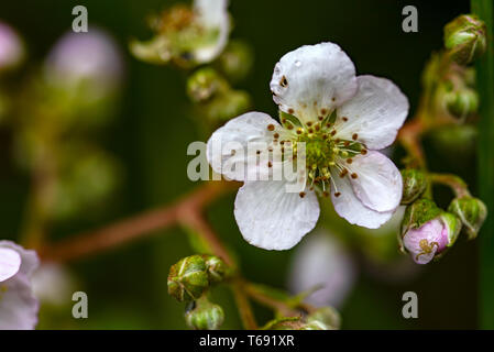 Macro photography of a blackberry flower. On the bud at low right there is a tiny crab spider. Captured at the Andean mountains of central Colombia. Stock Photo